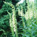 Digitalis grandiflora